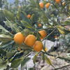 陽だまり育ちの金柑（農薬不使用）