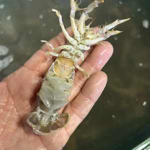 シャク！頭から丸ごと食べられるレアな食材　１キロ!冷凍！