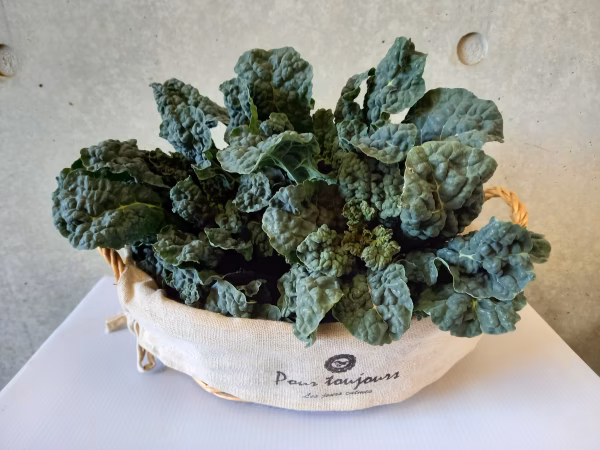 【ウサ飼さん歓迎&健康を気遣う方へ】黒キャベツナバナ