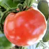 【訳あり】有機トマト４kg箱　丸ごとかぶりつき！冷やしトマト☆トマトソース♪