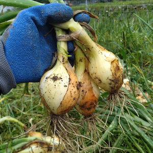 無農薬《新玉ねぎ》