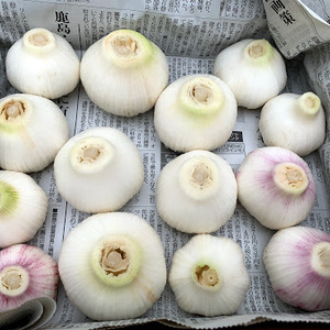 　【送料無料】新生にんにく採れたて発送　訳あり期間限定　無農薬栽培