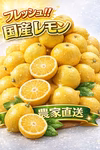 国産　レモン　無農薬　　農家直送　さわやか