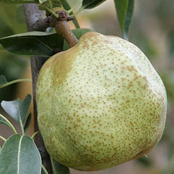 【送料500円割引】和歌山八晃園の追熟調整済ラ・フランス（大玉3Lサイズ10個）