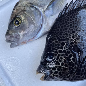 【魚突き】イシガキダイ900g、ナンヨウカイワリ900g鱗、下処理済み