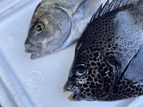 【魚突き】イシガキダイ900g、ナンヨウカイワリ900g鱗、下処理済み