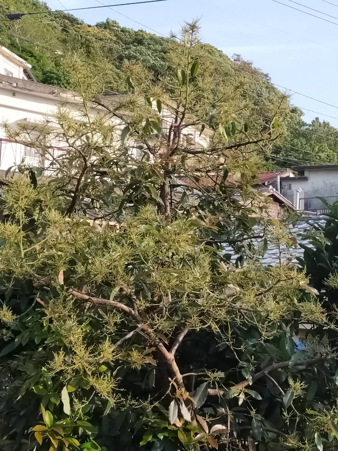 アボカド　ベーコン 国産アボカド 愛媛みさきアボカド(ベーコン）｜果物の商品詳細