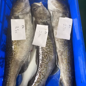 本日、水揚げ‼️神経〆タラ　白子あり❗️　明日発送