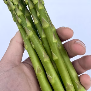 安曇野産 朝採りアスパラ｜Lサイズ｜甘くてやわらか｜毎日収穫・新鮮直送