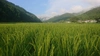 自然栽培『玄米』【認定米こしひかり】芳醇なやさしい味わい！小里米　残り僅かです