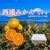 西浦みかん 2kg 5kg 10kg(箱込)　