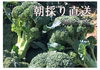 予約販売商品！！深谷産 美味しいブロッコリー　8本入！ 