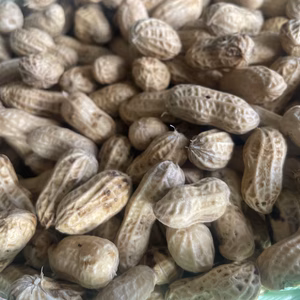 「宮崎県産小林市産」ゆで用生落花生