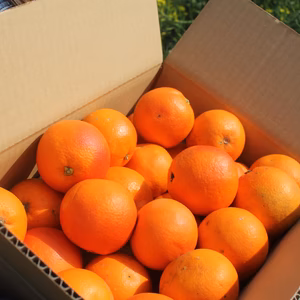 夕焼けブラッドオレンジ