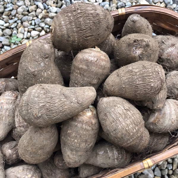 ヤギの畑の、のんびり里芋（一箱=約2kg、農薬不使用）