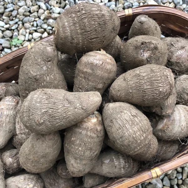 ヤギの畑の、のんびり里芋（一箱=約2kg、農薬不使用）
