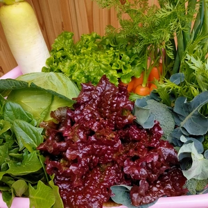 月2回 定期便【旬の新鮮野菜】笑顔あふれる野菜BOX 7種類以上ボリュームセット