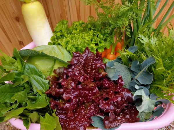 月2回 定期便【旬の新鮮野菜】笑顔あふれる野菜BOX 7種類以上ボリュームセット