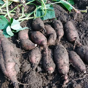 きよさんがセレクト！食べ比べができる農薬＆肥料不使用のさつまいもセット