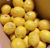 訳あり果汁用　大三島レモン【ワックス・防腐剤フリー•瀬戸内レモン】