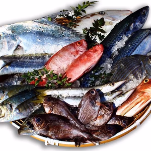 【宮崎県産】朝どれ鮮魚セット（M）