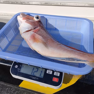 【送料込！本日16時45分まで！】大アマダイ1.1キロ♪