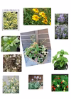 産直★★新鮮・元気ハーブたっぷりセット！珍しいハーブも10苗入り