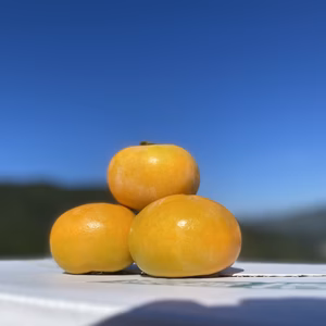 《収穫開始　秋の味覚》あま～い！！刀根柿　種無し ご家庭用