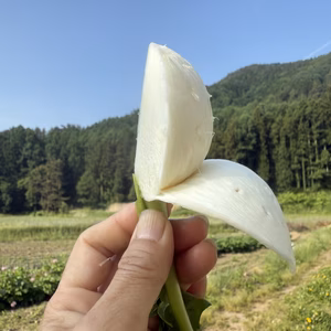 極上の味！フルーツみたいなカブ.サラダラティーナ