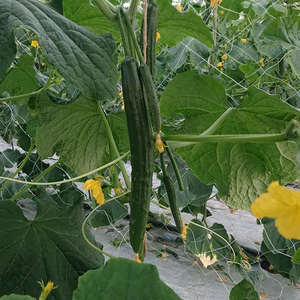 新鮮‼きゅうり