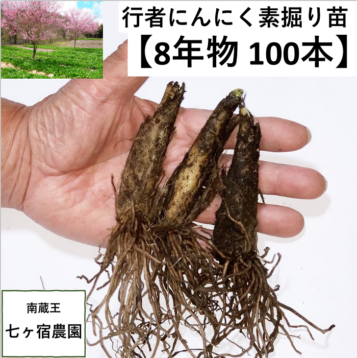 8年物100本】行者にんにくの苗｜体験・その他の商品詳細