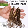 ！現在出荷中！【8年物100本】行者にんにくの苗