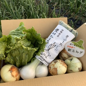 数量限定‼︎お試し‼︎新玉ねぎ1.5kと葉玉葱1とレタス1のサラダお試しセット