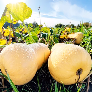 柔らかく、料理が簡単！バターナッツかぼちゃ