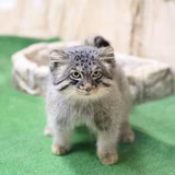 ねこすけねこす