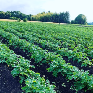 農薬、化学肥料、除草剤を使わずに栽培したジャガイモ