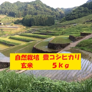 【４月セール】自然栽培！「豊コシヒカリ」玄米５ｋｇ