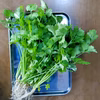 根っこ付きパクチー 100g（常温配送）