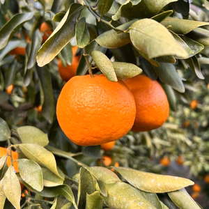 今が旬☆爽やかな香り♪愛媛県産 完熟「ポンカン」★小玉ご家庭用