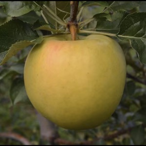 トキ 贈答品　ときめく甘さ✨香り高い絶品りんご！