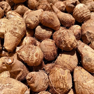 砂丘育ち 黄金里芋 1kg