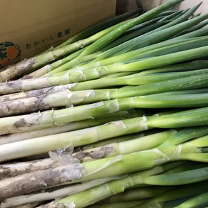 【特別栽培】瑞々しい夏ねぎ + 大和芋 セット