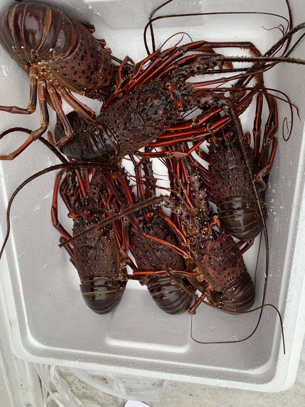 コロナで困ってます 天然物 漁師直送 伊勢海老２キロ 農家漁師から産地直送の通販 ポケットマルシェ