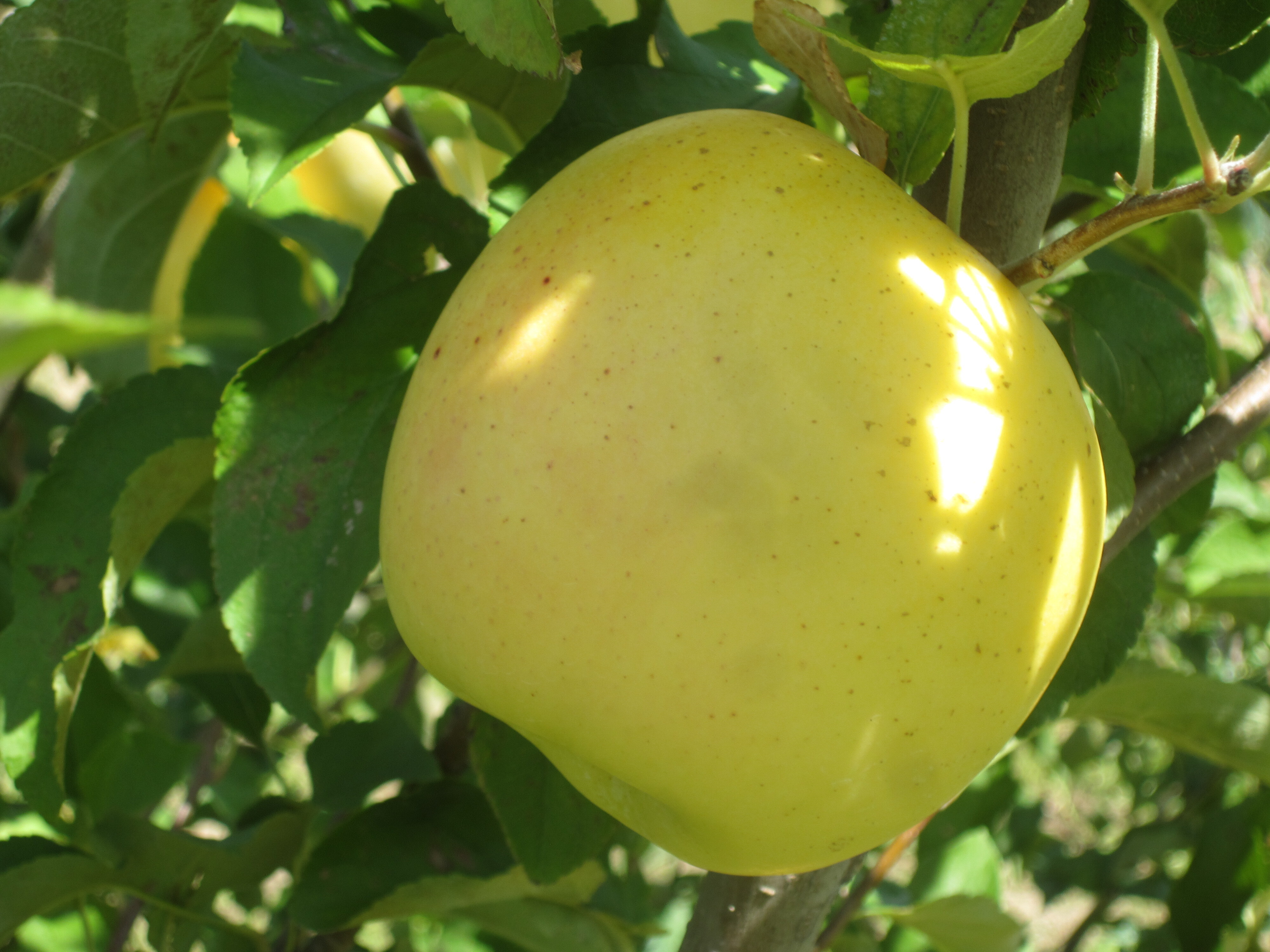 りんご農家直送！青森県弘前市産「もりのかがやき」約3kg家庭用！