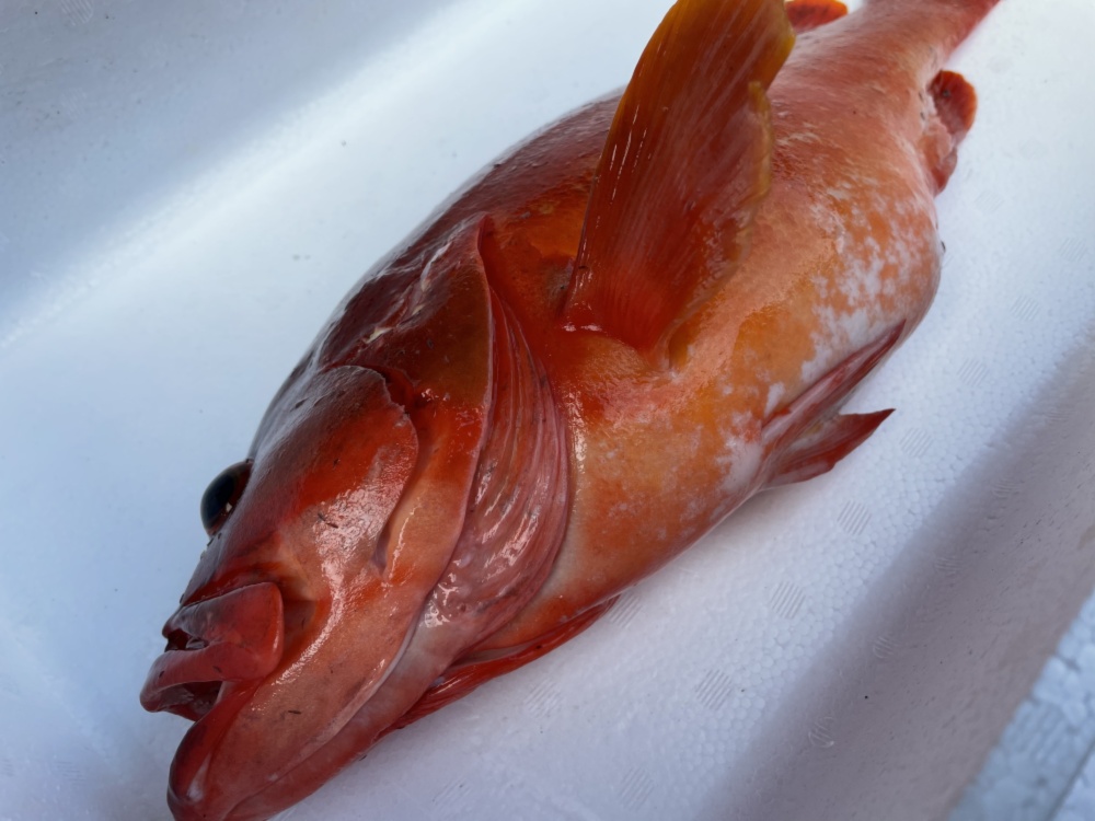 魚突き 鹿児島県竹島のアカハタ1 4kg 鱗 内臓処理済み 農家漁師から産地直送の通販 ポケットマルシェ