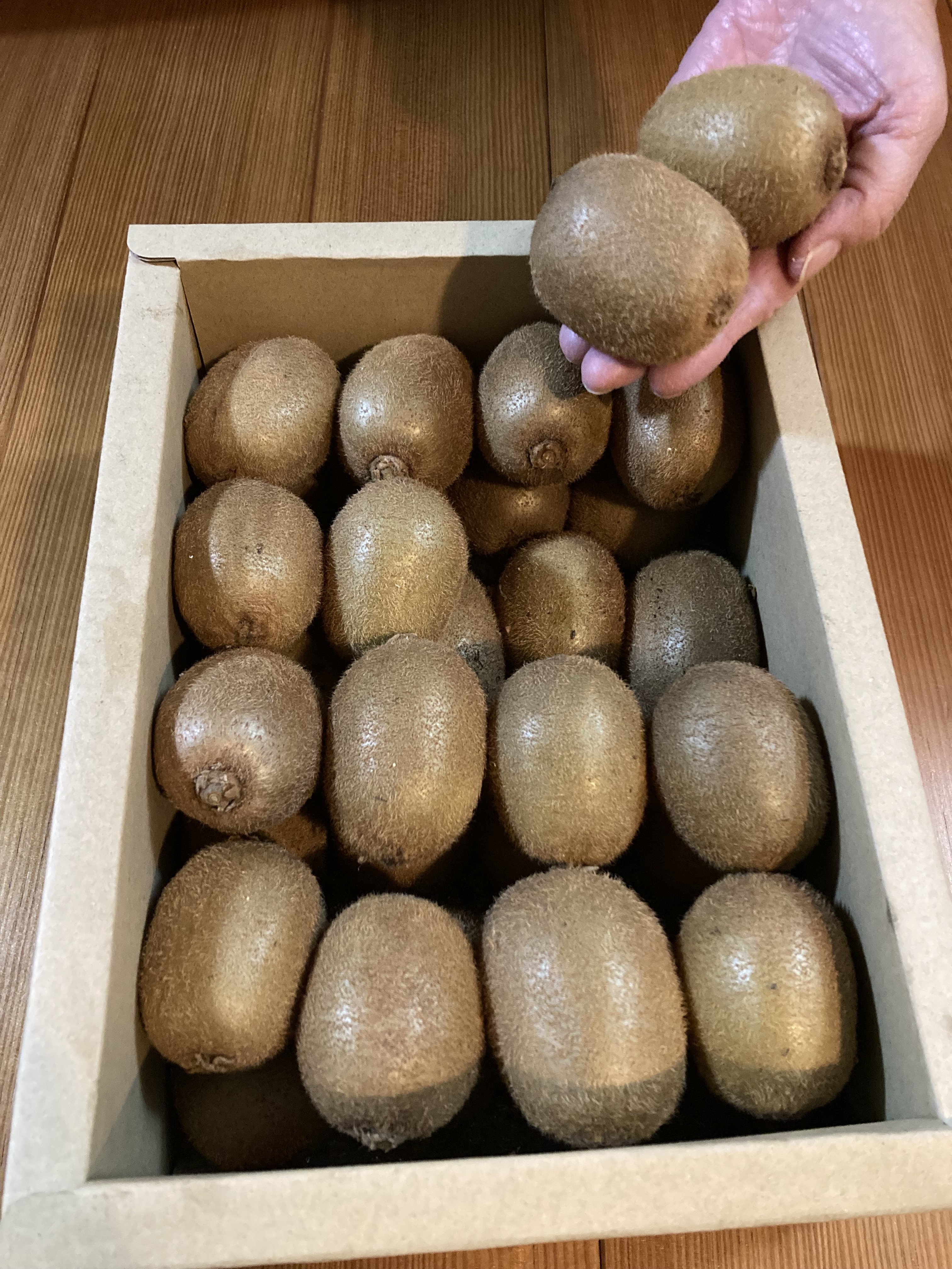 キウイフルーツ訳あり(小ぶり)2kg 2kg(32個前後)