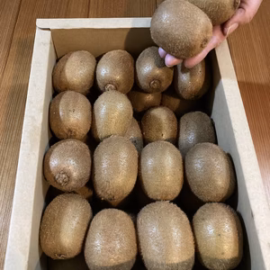 キウイフルーツ訳あり(小ぶり)2㎏