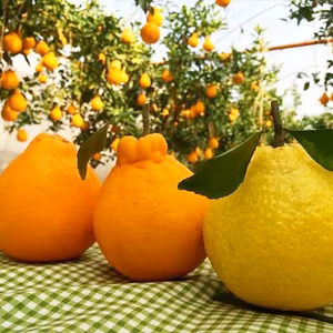 【2024福袋】みかん3種食べくらべ各800g 計2.4kg