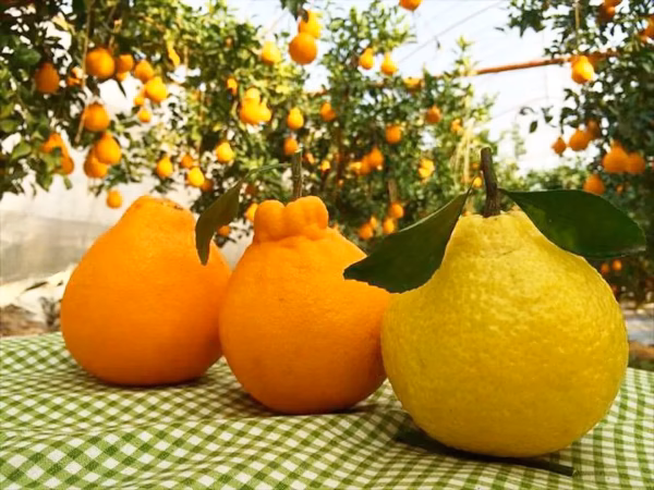 【2024福袋】みかん3種食べくらべ各800g 計2.4kg