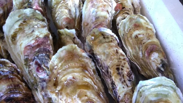 あっさりサッパリ　北海道のキレイな海で育った真牡蠣【殻付き、生食可】